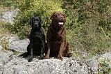 LABRADOR 104
